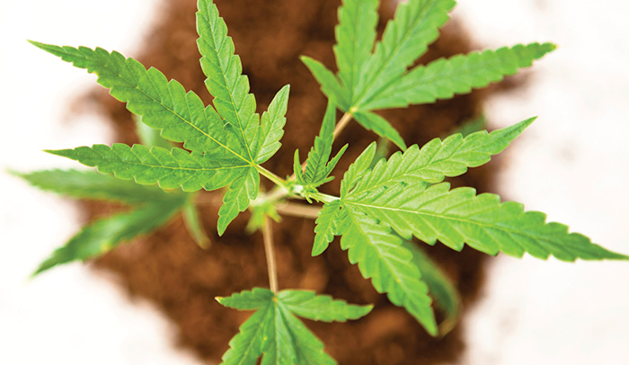 Marijuana