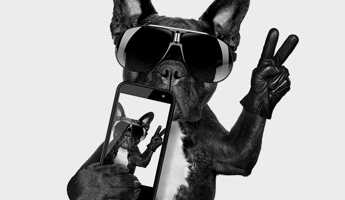 Dog taking a selfie